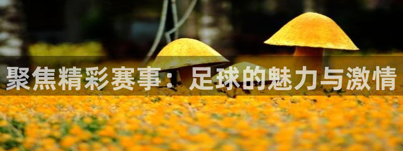 聚焦精彩赛事：足球的魅力与激情